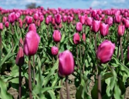 ESQUEL CON CAMPO DE TULIPANES -SALIDA 12 DE OCTUBRE 2025