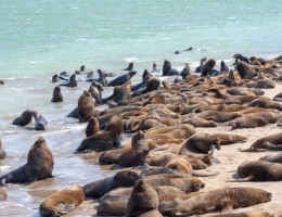 MAR DEL PLATA - SALIDAS DIARIAS MARZO 2025